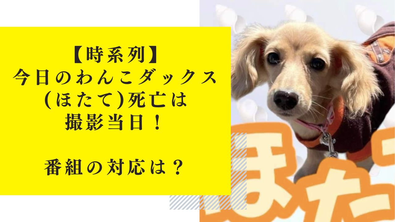 【時系列】今日のわんこ・ダックス(ほたて)死亡は撮影当日！番組の対応は？